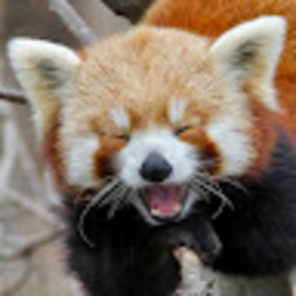 Meet your Posher, Alexis - Picture 1 of 1